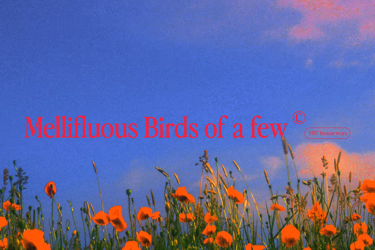 2025 Mellifluous Birds of a few